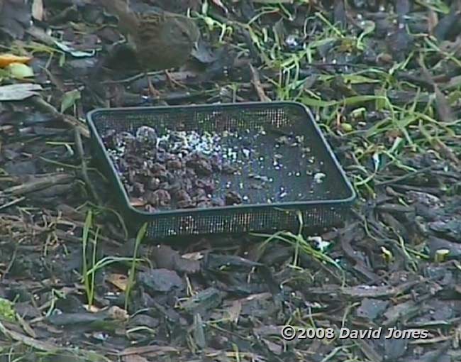 Dunnock (cctv image)