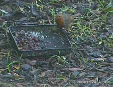 Robin (cctv image)