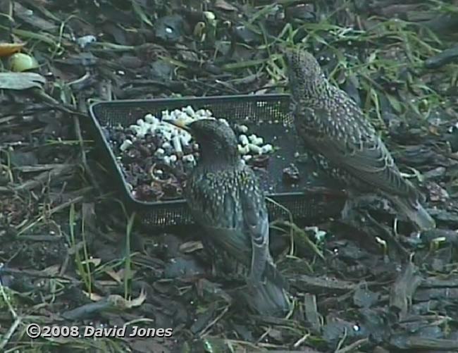 Starling pair (cctv image)