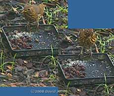 Song Thrush (cctv image)