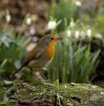 Robin