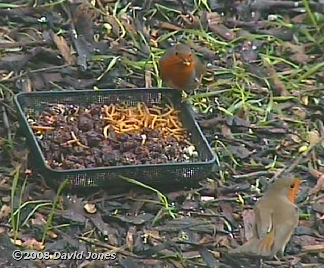 Robin pair (cctv image)