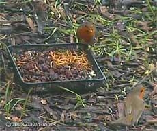 Robin pair (cctv image)