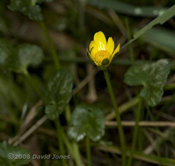 Lesser Celandine - first flower