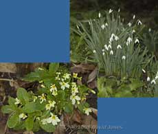 Snowdrops and Primroses