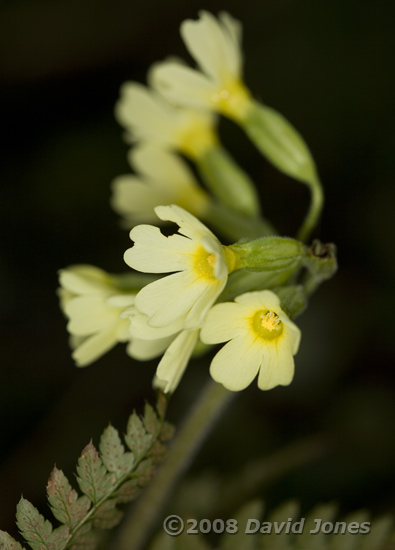 Oxlips next to the pond