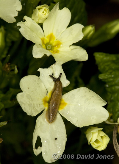 Slug on Primroses