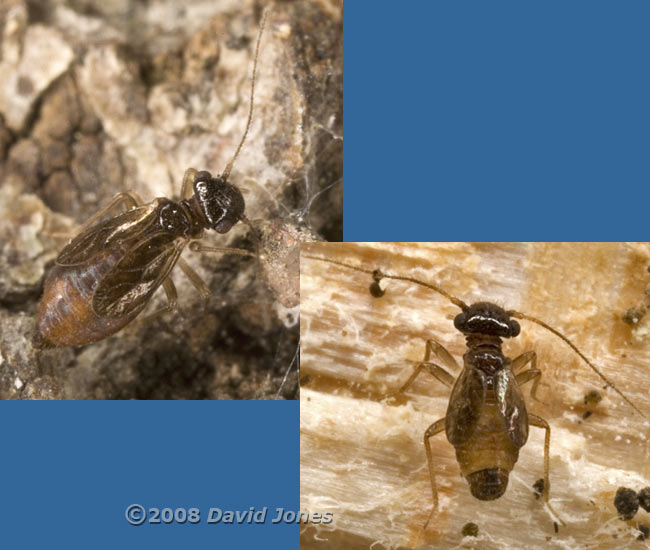 Barkflies on logs