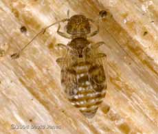 Barkfly on log