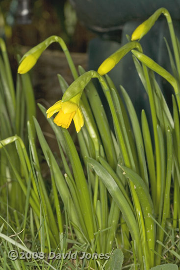 The first daffodil opens