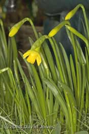 The first daffodil opens