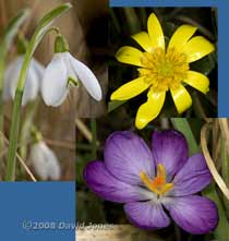 Plants in flower