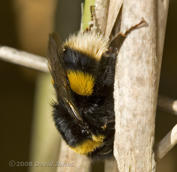 Buff-tailed bumblebee (Bombus terrestris)