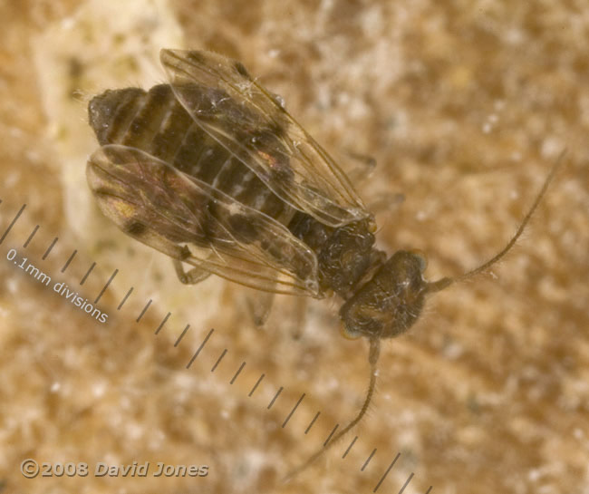 Short-winged form of Ectopsocus petersi (Barkfly) - 1
