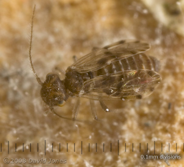 Short-winged form of Ectopsocus petersi (Barkfly) - 2