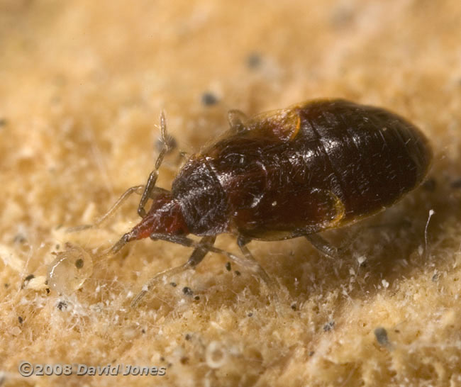 Bug nymph (unidentified) feeds on mite