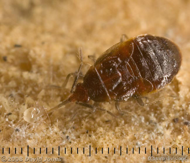 Bug nymph (unidentified) feeds on mite - 2