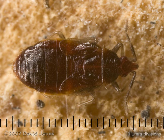 Bug nymph (unidentified) on log