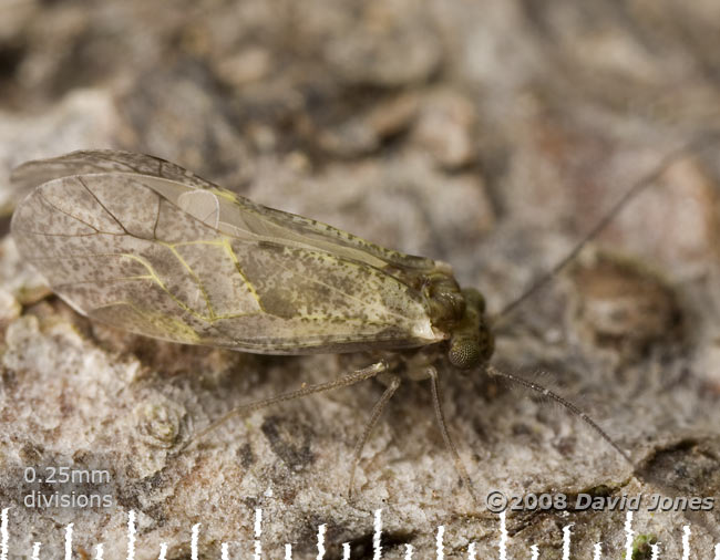 Barkfly (Loensia variegata) on log