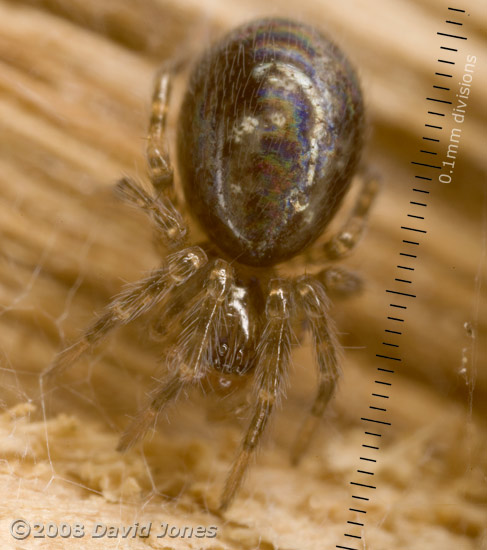 Spider on log