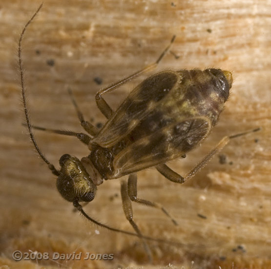 Barkfly (Peripsocus milleri - brachypterous form) on log - 1