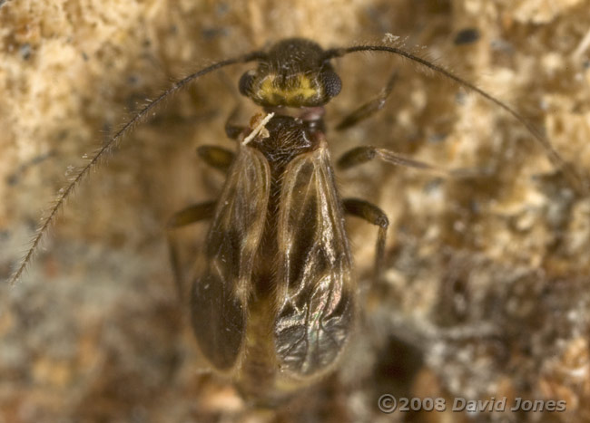 Barkfly (Peripsocus milleri - brachypterous form) on log - 2