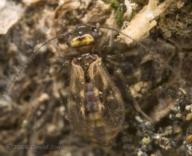 Barkfly (Peripsocus milleri - brachypterous form) on log - 3