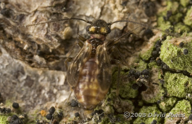 Barkfly (Peripsocus milleri - brachypterous form) on log - 4