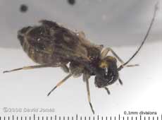 Barkfly (Epicaecilius pilipennis)