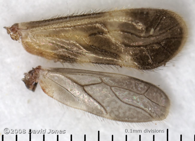 Barkfly wings (Epicaecilius pilipennis)