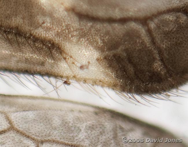 Barkfly wings (Epicaecilius pilipennis) - close-up of areola postica cell