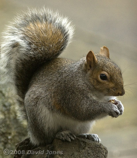 Grey Squirrel