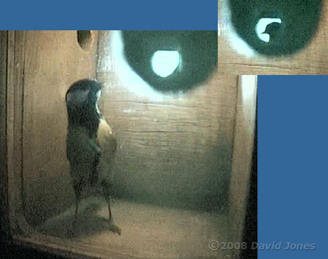 Great Tit visiting the nestbox - low quality cctv image