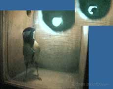 Great Tit visiting the nestbox - low quality cctv image