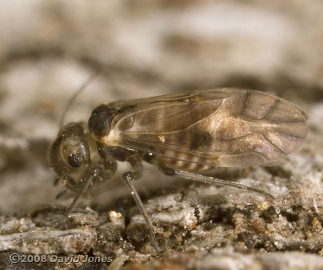 Barkfly (Peripsocus milleri) - side view (left)