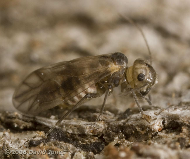 Barkfly (Peripsocus milleri) - side view (right) - 2