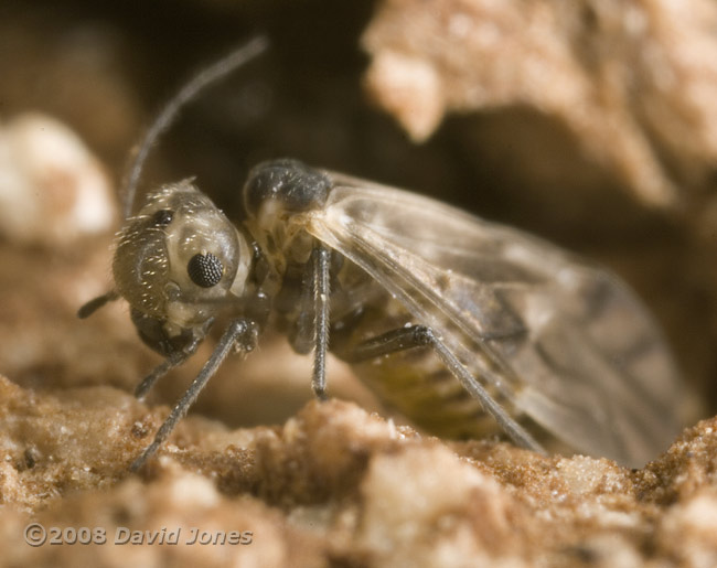 Barkfly (Peripsocus milleri) - side view - 4