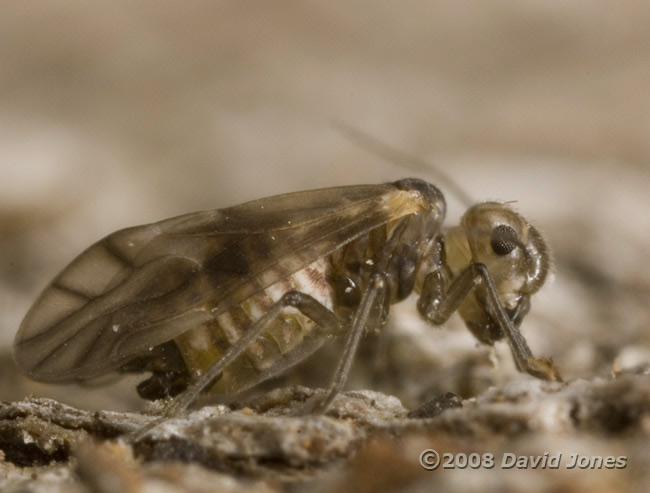 Barkfly (Peripsocus milleri) - side view (right) - 3