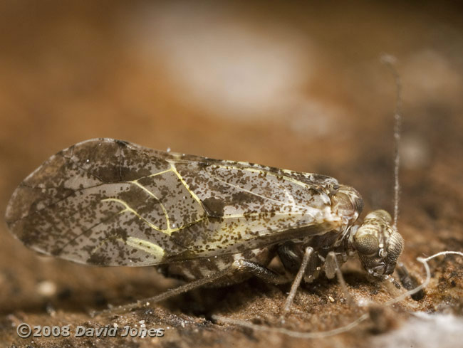 Barkfly (Loensia variegata) grazing on log - 2