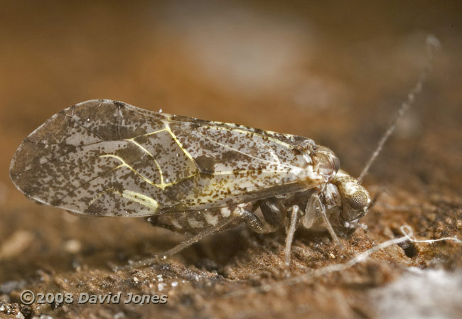 Barkfly (Loensia variegata) grazing on log - 1