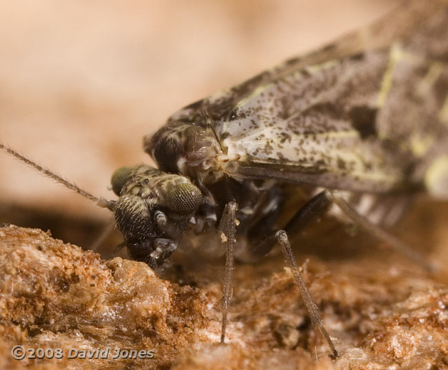 Barkfly (Loensia variegata) grazing on log - 3