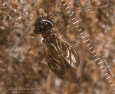 Barkfly (Ectopsocus axillaris) - brachypterous form
