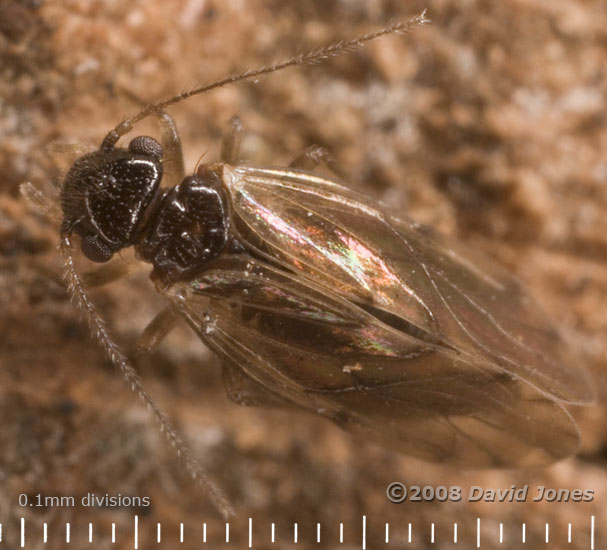 Barkfly (Ectopsocus axillaris) - normal form