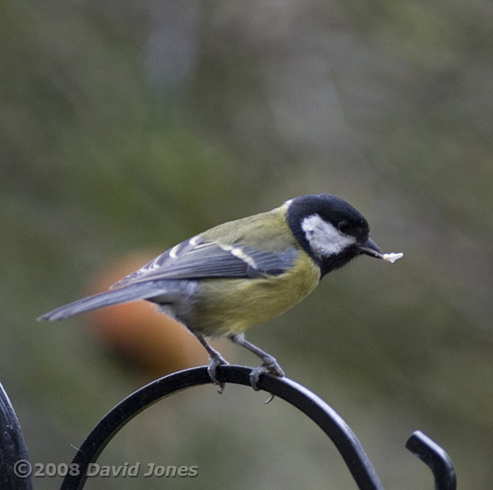 Great Tit on feeder stand