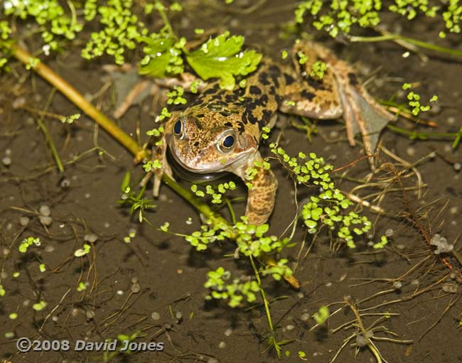 Common frog (and pea-cockles)