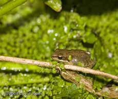 Juvenile Common frog