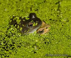 Common frogs (paired)