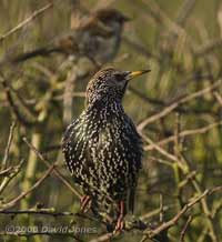 Starling in the sunshine