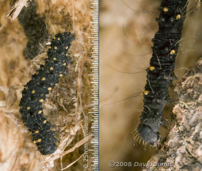 Caterpillar of Waved Black (Parascotia fuliginaria)