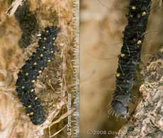 Caterpillar of Waved Black (Parascotia fuliginaria)